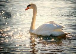 placeholder image to represent content