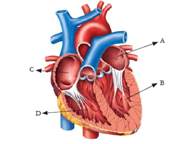 Question Image