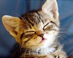 placeholder image to represent content