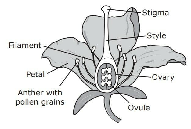 Question Image