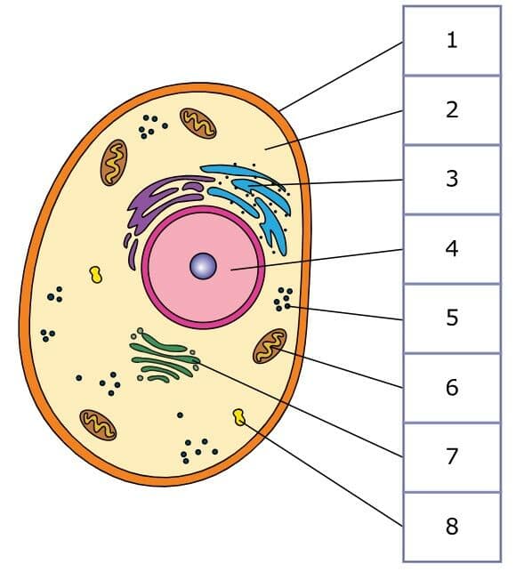 Question Image