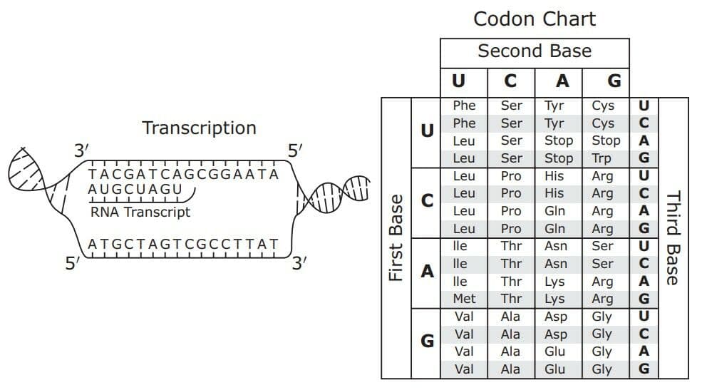 Question Image