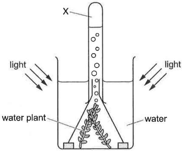 Question Image