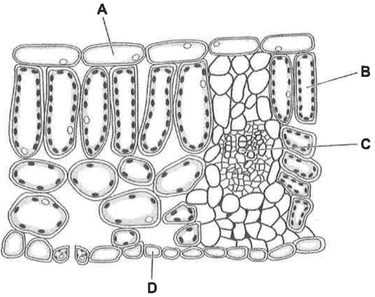 Question Image