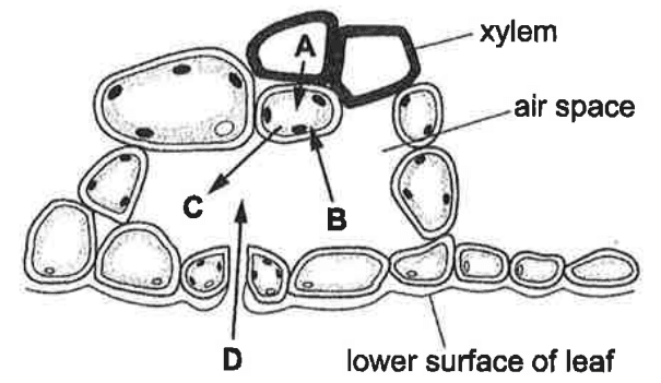 Question Image