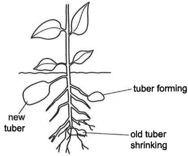 Question Image