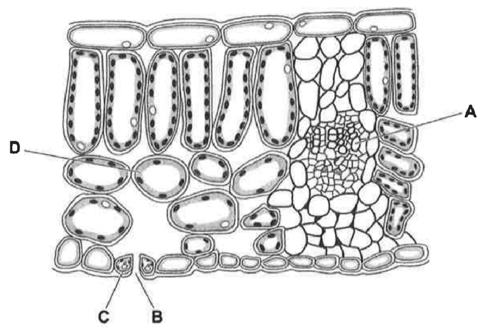 Question Image