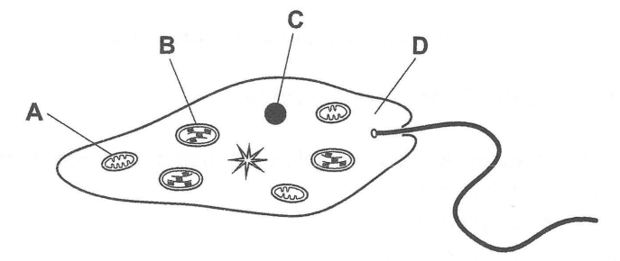 Question Image