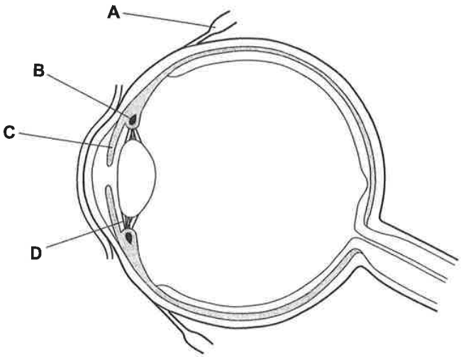 Question Image