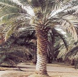 placeholder image to represent content