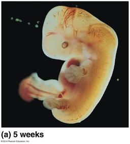 placeholder image to represent content