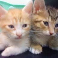 placeholder image to represent content