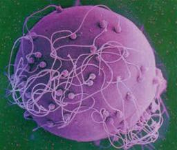 placeholder image to represent content