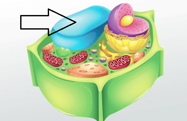 Question Image