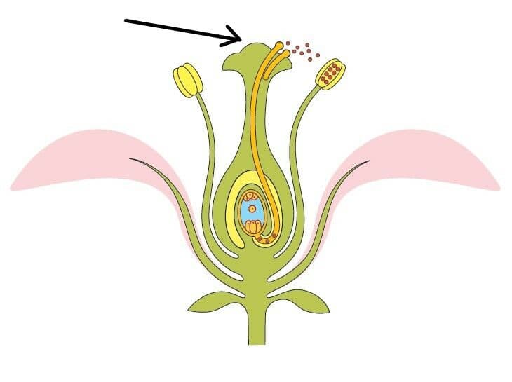 Question Image