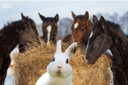placeholder image to represent content