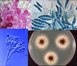 placeholder image to represent content