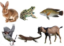 placeholder image to represent content