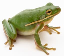 placeholder image to represent content