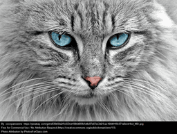 placeholder image to represent content