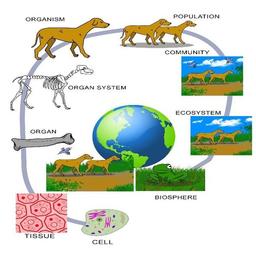 placeholder image to represent content