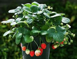 placeholder image to represent content