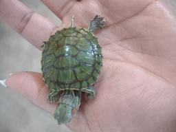 placeholder image to represent content