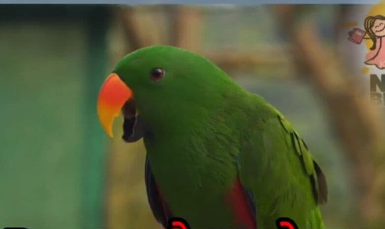 Question Image