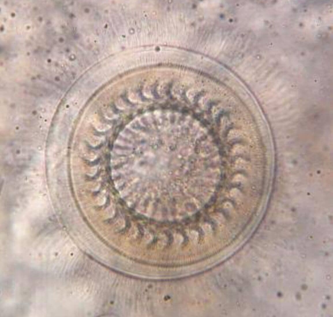 Question Image