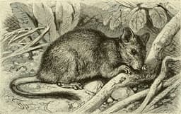 placeholder image to represent content