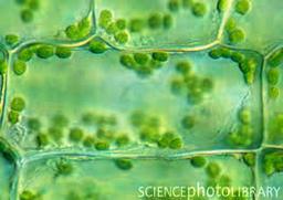 placeholder image to represent content