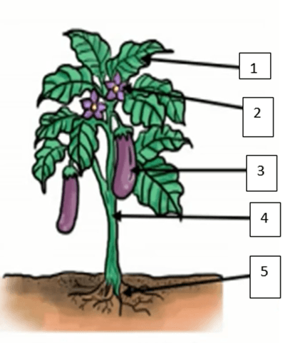 Question Image