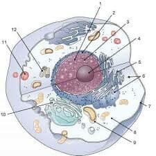 Question Image