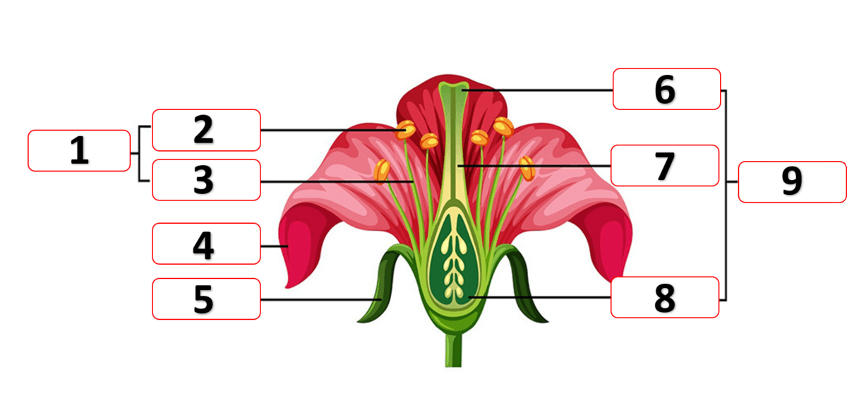 Question Image