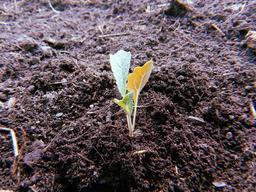 placeholder image to represent content