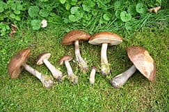 Question Image