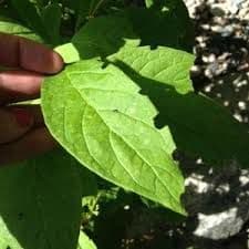 Question Image