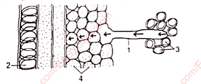 Question Image