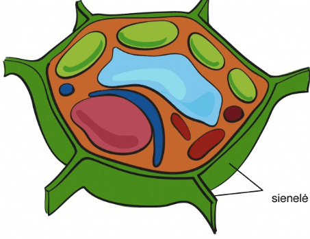 Question Image