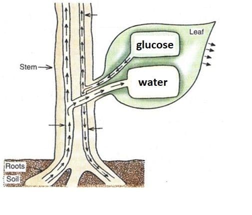 Question Image