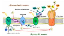 placeholder image to represent content