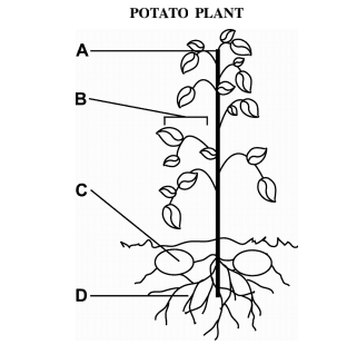 Question Image