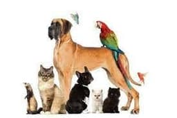 placeholder image to represent content