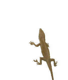 Answer Image