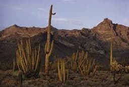 placeholder image to represent content