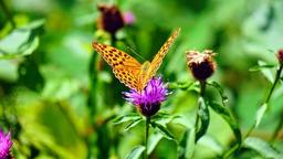 placeholder image to represent content