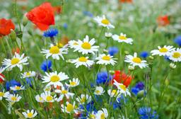 placeholder image to represent content