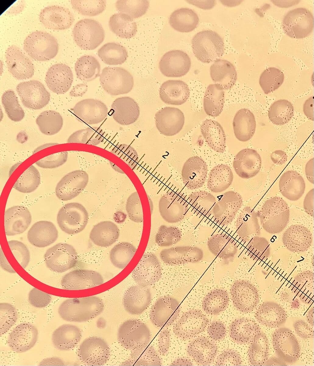 Question Image
