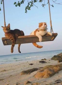 placeholder image to represent content