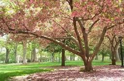 placeholder image to represent content